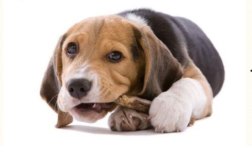 狗狗吃小白瓜叶子好吗视频,狗狗食用小白瓜叶子的安全性与益处揭秘