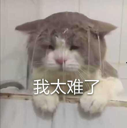 养猫吃瓜群众视频