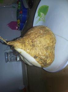 地瓜是凉瓜怎么吃的视频,夏日清爽新吃法揭秘