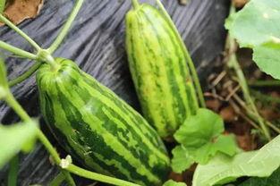 云南吃瓜视频啥意思