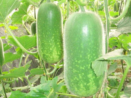 大学生认真吃瓜视频大全,大学生吃瓜视频大盘点