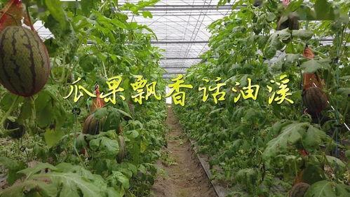 吃瓜群众的瓜果视频,揭秘娱乐圈幕后故事