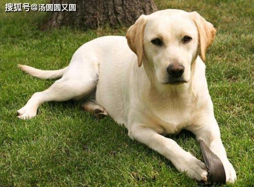 吃瓜的拉布拉多原视频,萌宠搞笑瞬间大盘点