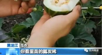 吃瓜引流怎么发不违规视频,打造不违规视频的秘诀指南