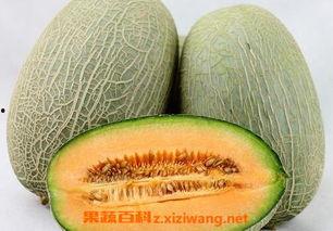 吃哈密瓜唱歌视频大全下载,视频大全下载攻略