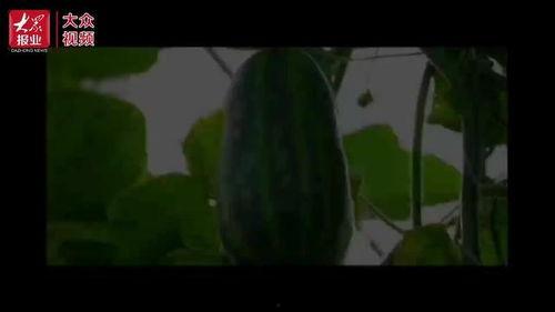 吃瓜大众的视频,一场视觉盛宴背后的故事