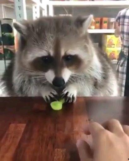 吃梨瓜的动物有哪些呢视频,揭秘吃梨瓜的动物世界