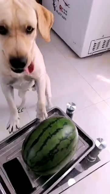 小狗可以吃翠瓜吗视频教程,小狗能否享用的美味小食