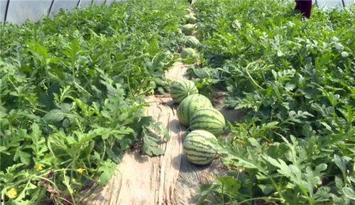 淮安吃瓜事件视频最新