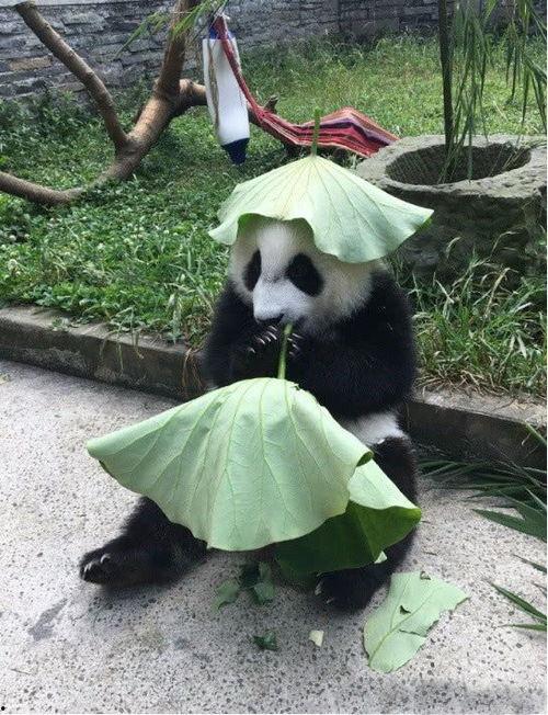 熊猫吃狗头瓜的视频播放,揭秘狗头瓜的独特魅力