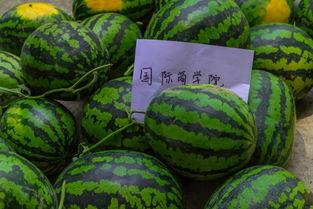 吃瓜边掉瓜皮视频