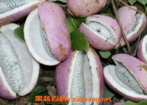 浙江人吃八月瓜视频,传统美味新体验