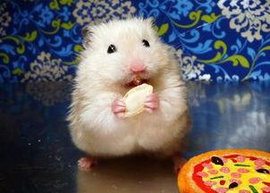 怎么画吃瓜的仓鼠视频,轻松绘制可爱吃瓜仓鼠