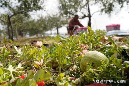 农村吃洋瓜视频播放大全,趣味盎然的生活瞬间大盘点