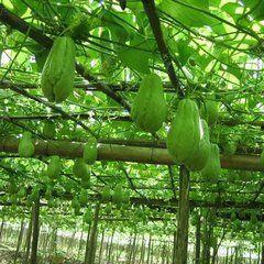 乡下小院吃瓜视频大全,小院吃瓜视频大盘点